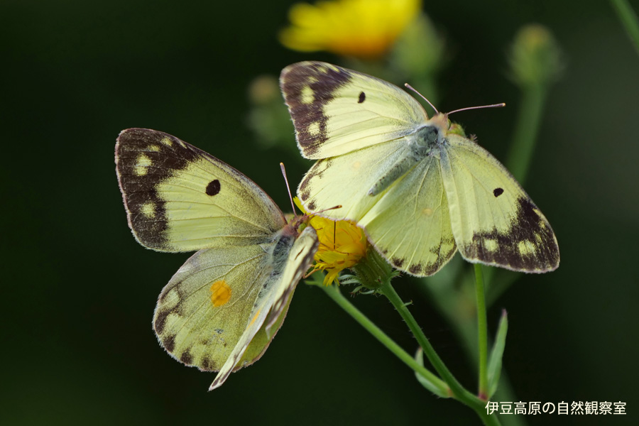 �ɓ������̎��R�ώ@��