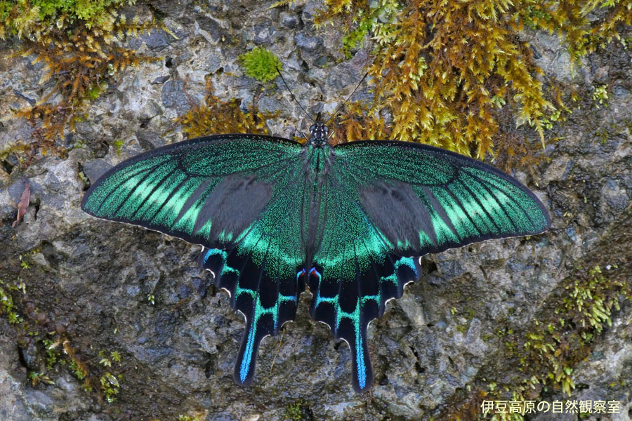 �ɓ������̎��R�ώ@��