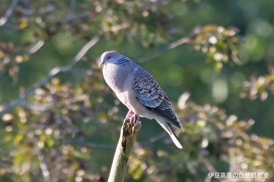 �ɓ������̎��R�ώ@��