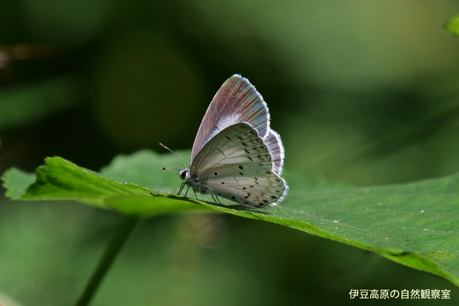 �ɓ������̎��R�ώ@��