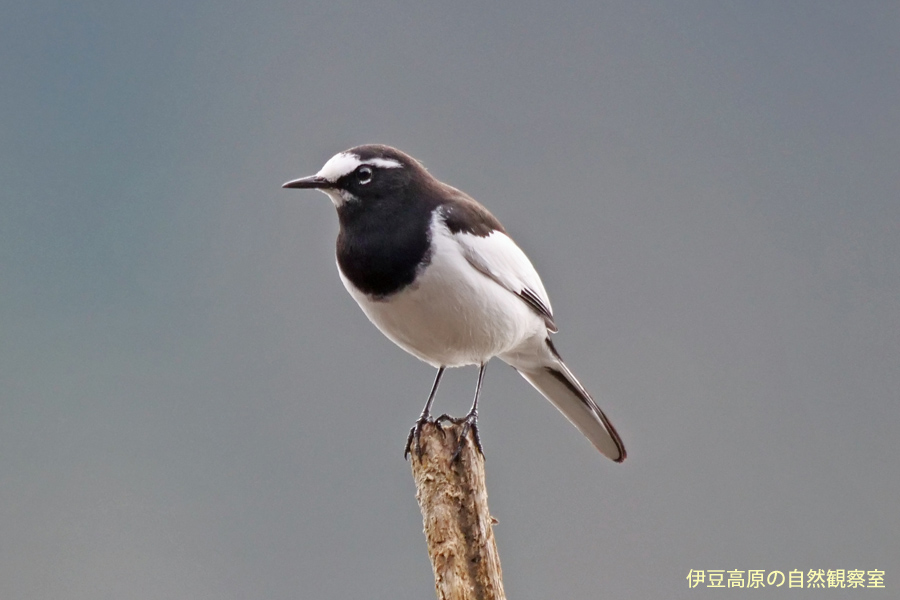 �ɓ������̎��R�ώ@��