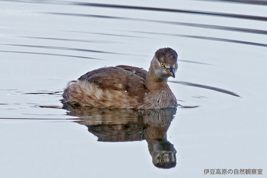 �ɓ������̎��R�ώ@��