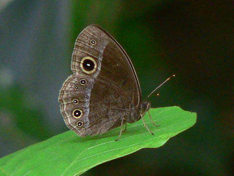 �ɓ������̎��R�ώ@��