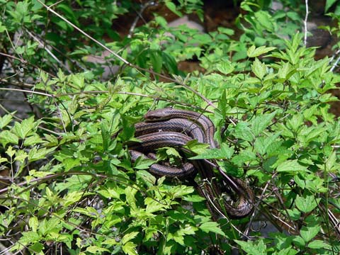 �ɓ������̎��R�ώ@��