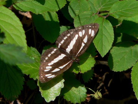 �ɓ������̎��R�ώ@��