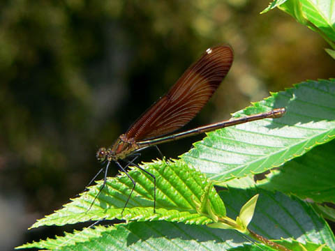 �ɓ������̎��R�ώ@��