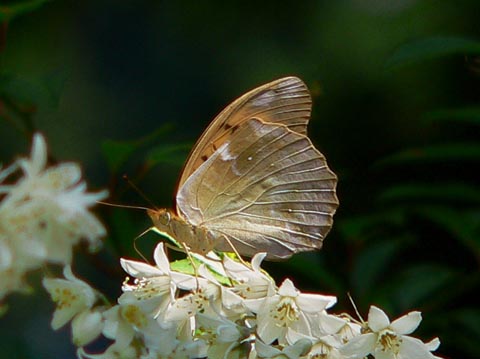 �ɓ������̎��R�ώ@��