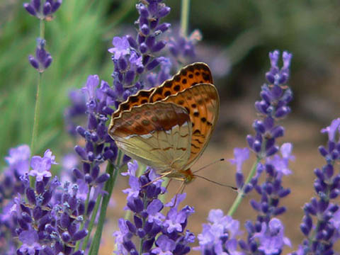 �ɓ������̎��R�ώ@��