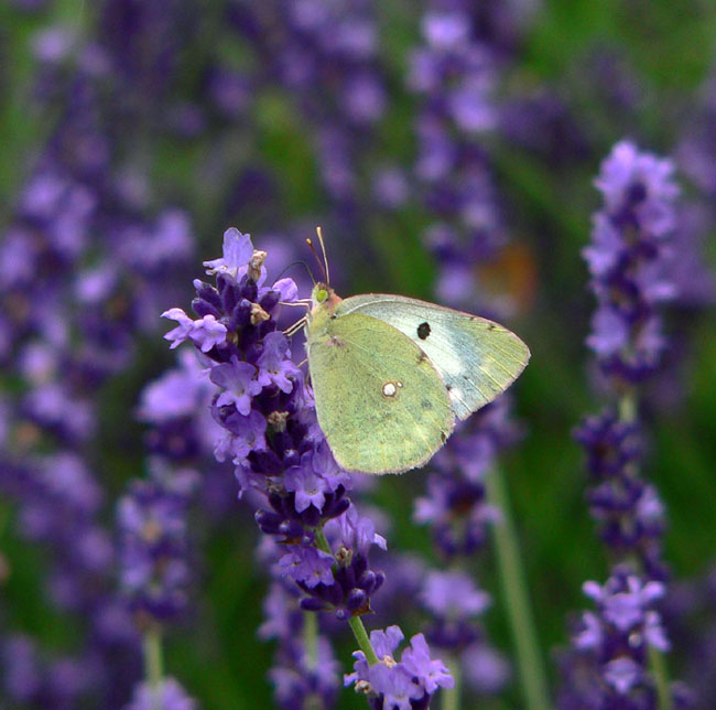 �ɓ������̎��R�ώ@��