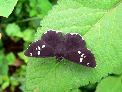 �ɓ������̎��R�ώ@��