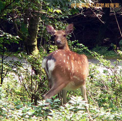 �ɓ������̎��R�ώ@��