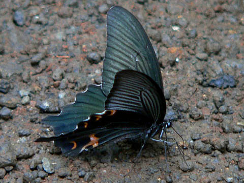 �ɓ������̎��R�ώ@��