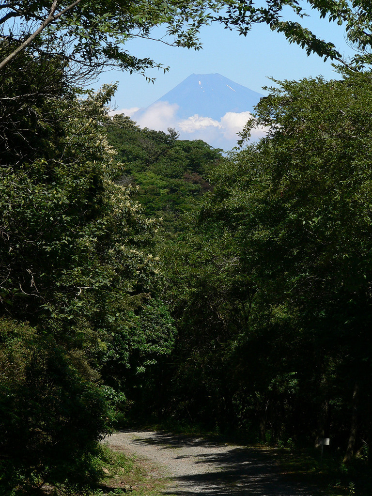 �ɓ������̎��R�ώ@��