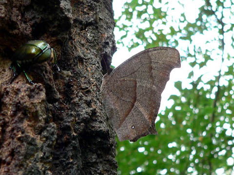 �ɓ������̎��R�ώ@��