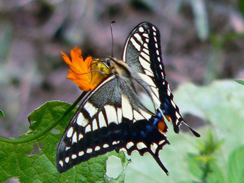 �ɓ������̎��R�ώ@��