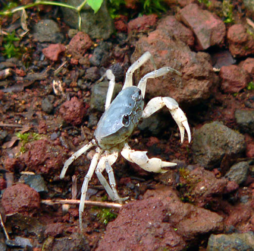 �ɓ������̎��R�ώ@��