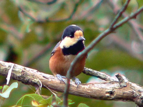 �ɓ������̎��R�ώ@��