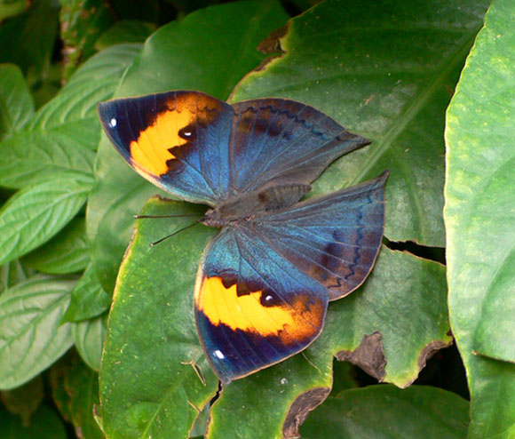 �ɓ������̎��R�ώ@��