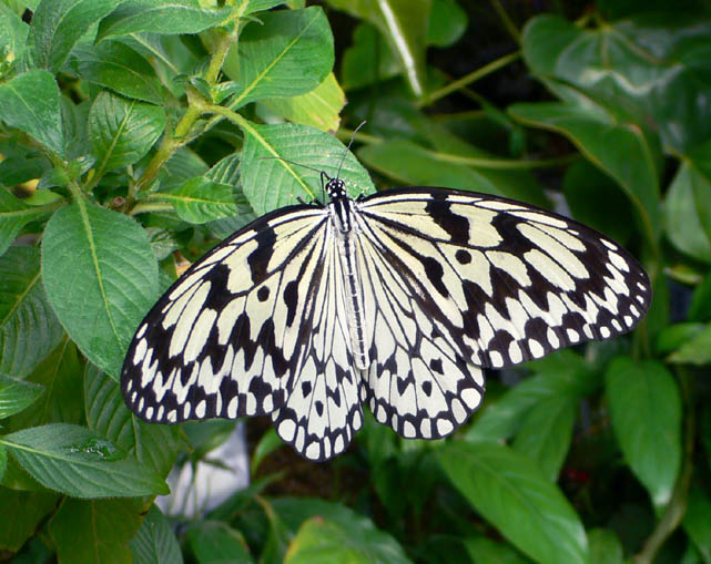 �ɓ������̎��R�ώ@��