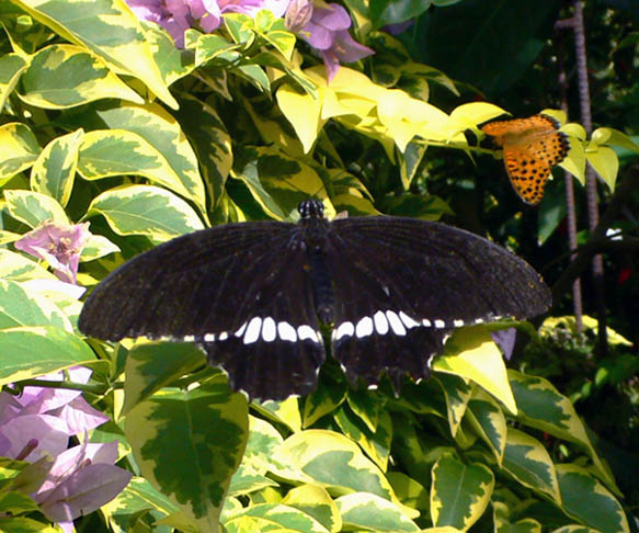 �ɓ������̎��R�ώ@��