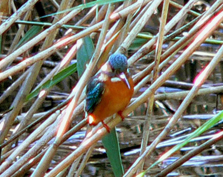 �ɓ������̎��R�ώ@��