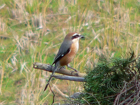 �ɓ������̎��R�ώ@��