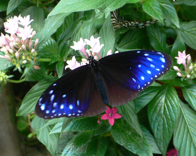 �ɓ������̎��R�ώ@��