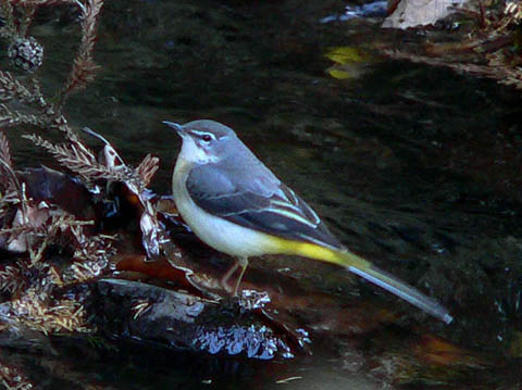 �ɓ������̎��R�ώ@��