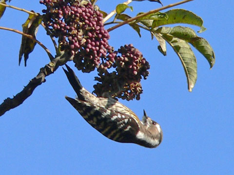 �ɓ������̎��R�ώ@��