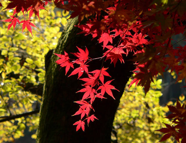 �ɓ������̎��R�ώ@��