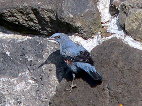 �ɓ������̎��R�ώ@��