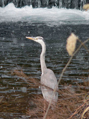 �ɓ������̎��R�ώ@��