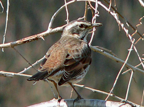 �ɓ������̎��R�ώ@��