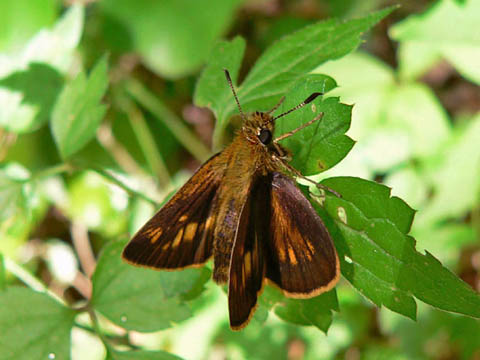 �ɓ������̎��R�ώ@��