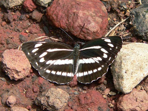 �ɓ������̎��R�ώ@��