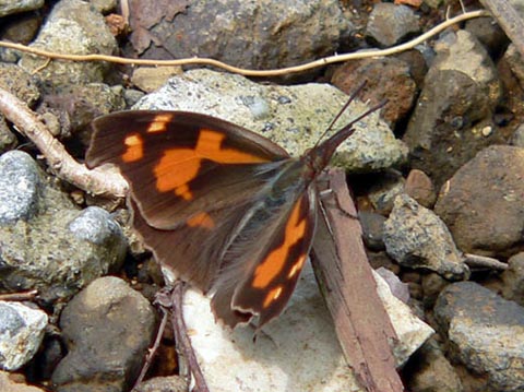 �ɓ������̎��R�ώ@��