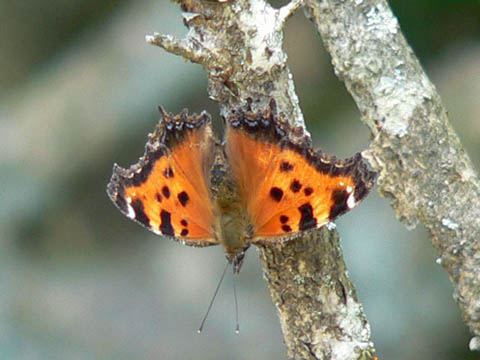 �ɓ������̎��R�ώ@��