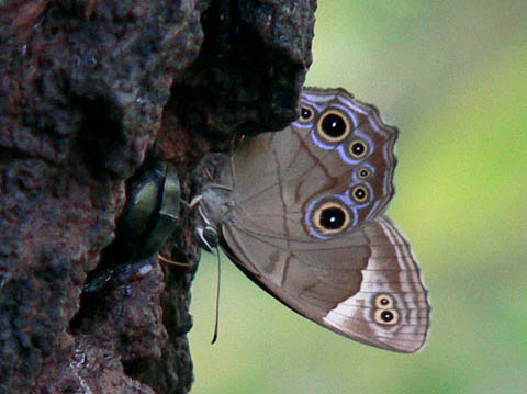 �ɓ������̎��R�ώ@��