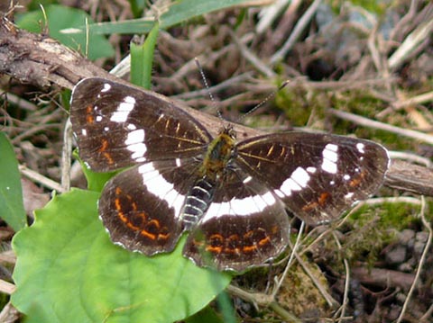 �ɓ������̎��R�ώ@��