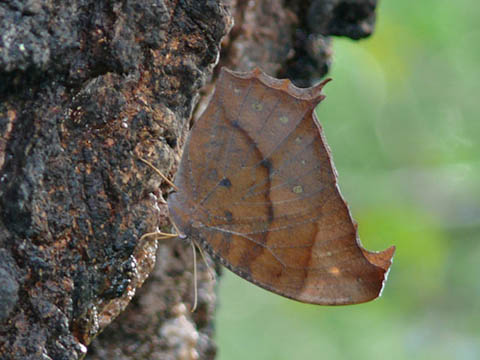 �ɓ������̎��R�ώ@��