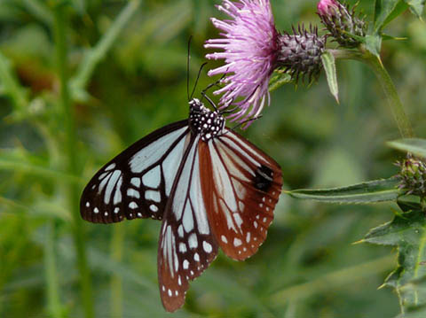 �ɓ������̎��R�ώ@��