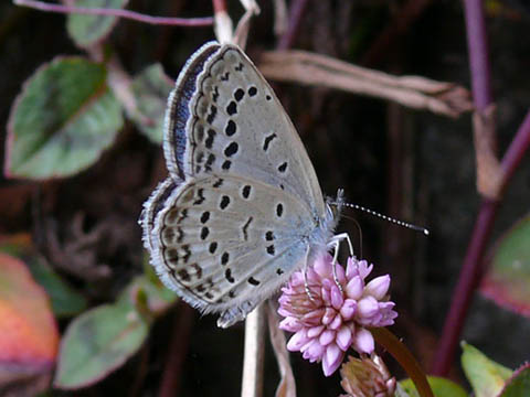 �ɓ������̎��R�ώ@��