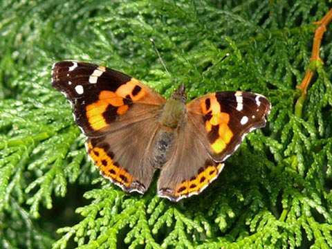 �ɓ������̎��R�ώ@��