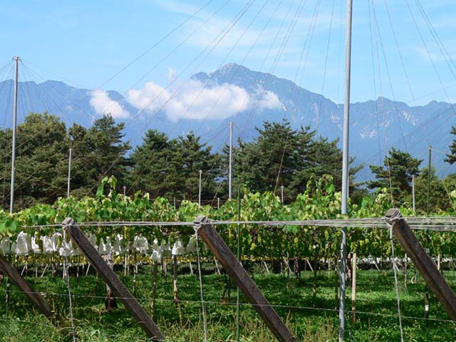 �ɓ������̎��R�ώ@��