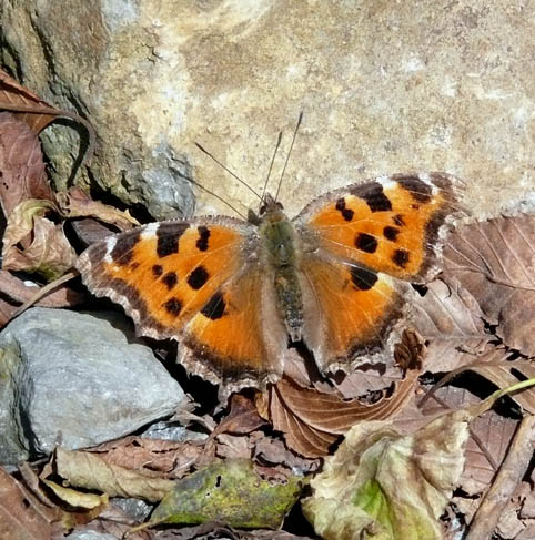 �ɓ������̎��R�ώ@��