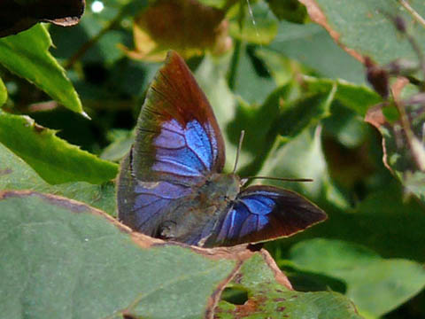 �ɓ������̎��R�ώ@��