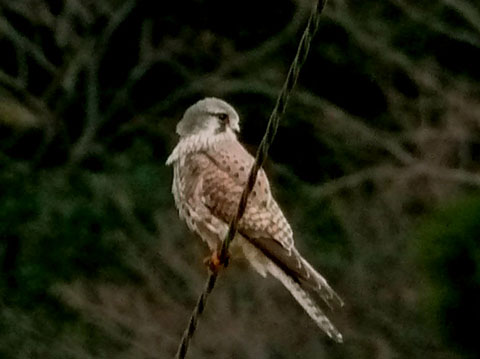 �ɓ������̎��R�ώ@��