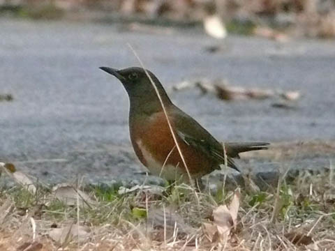 �ɓ������̎��R�ώ@��