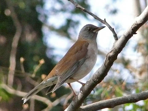 �ɓ������̎��R�ώ@��