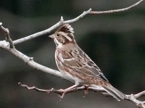 �ɓ������̎��R�ώ@��